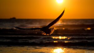 Read more about the article செயல்படுங்கள்